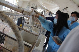 河南科技大學(xué)動物科技學(xué)院科技支農(nóng)幫扶團 為中國中原地區(qū)畜牧行業(yè)發(fā)展添磚加瓦